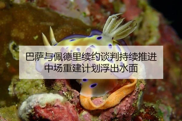 巴萨与佩德里续约谈判持续推进 中场重建计划浮出水面